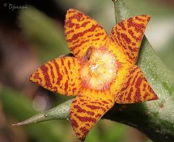 Orbea schweinfurthii