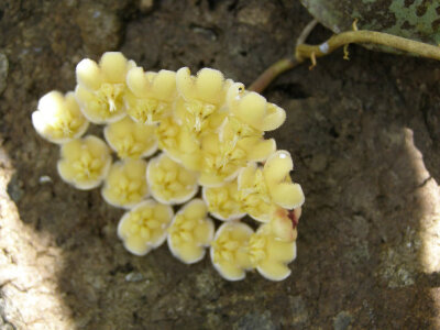 Hoya imbricata 龟壳球兰（玳瑁球兰，覆叶球兰）