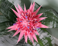 Aechmea fasciata。美叶光萼荷。