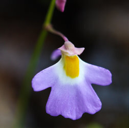 Utricularia striatula。圆叶狸藻。