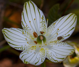 Parnassia grandifolia。帕那色斯草。