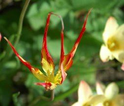 Tulipa acuminata 。尖瓣郁金香。