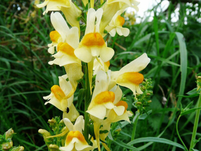 Linaria vulgaris。 柳穿鱼。