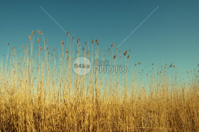 Reeds Lake Landscape Background white weather view sky silence sedge season scene river reed outdoors nature natural landscape Lake image Fishing delta day blue beautiful backgrounds 54ka StockPhoto