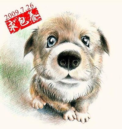 DOG000——大头狗狗，不知道犬种了。。