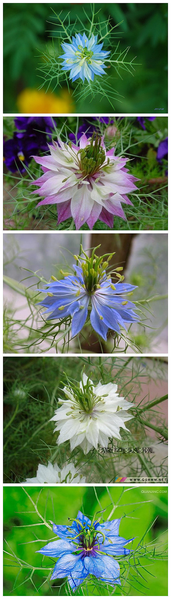 黑种草别称： 黑子草黑种草(Love-in-a-mist)在英语里面也叫做Devil-in-the-bush，是一种一年生植物，原产于地中海地区。黑种草可以长到1到2英尺(30到60厘米)高，长着带花边的鲜绿色叶子，开白色或者蓝色的花，花朵被线状的叶子包围着，这种线状的叶子叫做苞叶(bracts)。黑种草的果实是球状的蒴果。黑种草主要被种植在北美洲…