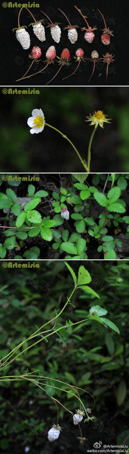 Fragaria pentaphylla 五叶草莓#植物野趣#No. 56【五叶草莓Fragaria pentaphylla】拍摄地：四川。蔷薇科草莓属。据野外观察，它的果实先是红色，成熟后就变白色了，这一点与植物志记载不符。