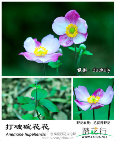 Anemone hupehensis 打破碗花花 #踏花行十周年##毛茛科野花#11、打破碗花花Anemone hupehensis，银莲花属。花名有点奇怪，据说是因为这种花有毒，大人们害怕小孩子乱采摘，就吓唬小孩子说摘了这个花就打破碗啦，就没…