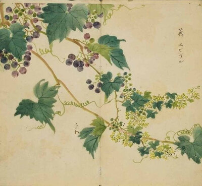 诗经名物图解