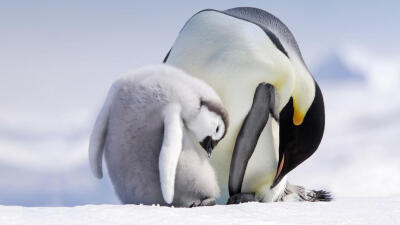 沉默的父爱EmperorPenguinFather