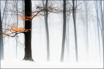 Photograph Winter trees by Renco Hatenboer on 500px