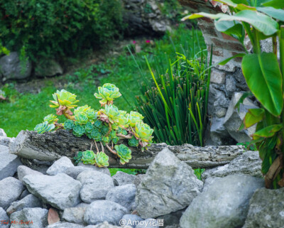 一株玉蝶（Echeveria secunda var. Glauca）和一根老树杆的搭配。看似随意却很有味道，玉蝶是非常适合露养的多肉，它生命力顽强，积极向上，热爱全日照，对水分要求不高又容易群生，在春秋季还会呈现出蓝色，属于那…