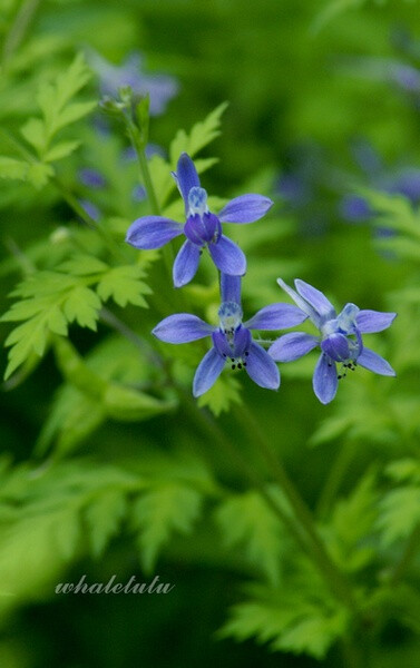 还亮草，Delphinium anthriscifolium Hance，别名还魂草、鱼灯苏，毛茛科翠雀属一年生草本。高30～70厘米；叶片菱状卵形或三角状卵形，2～3回羽状全裂；总状花序具2～15花，花淡青紫色；蓇葖果。分布全国大部分地区，生于山坡草地。易于种植，分布范围广，有较高的药用价值，也是园艺花卉的好材料。