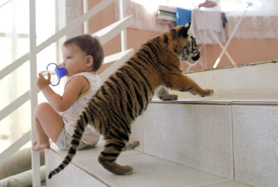 西伯利亚虎幼崽与猫狗玩耍有趣瞬间