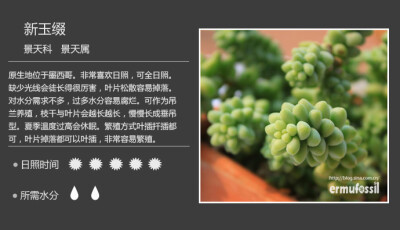 100种常见多肉植物图鉴