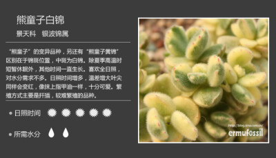 100种常见多肉植物图鉴