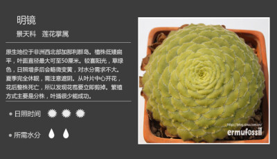 100种常见多肉植物图鉴 黄金大饼