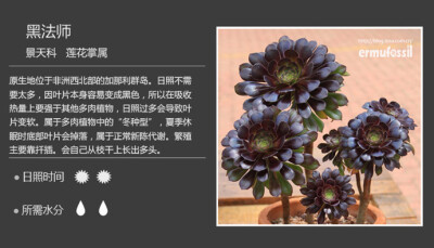 100种常见多肉植物图鉴