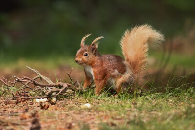 Photograph Red Squirrel by Ann Chapman on 500px