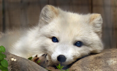 Photograph Arctic Fox by Irene on 500px