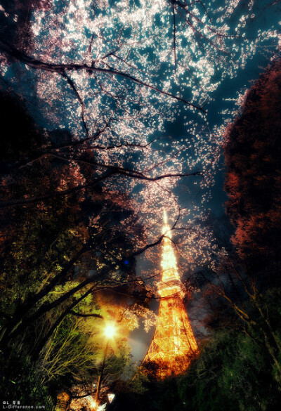 【东京塔下的满开夜樱花】我想，你们会喜欢的。丨Photo by:L_谭源在日本