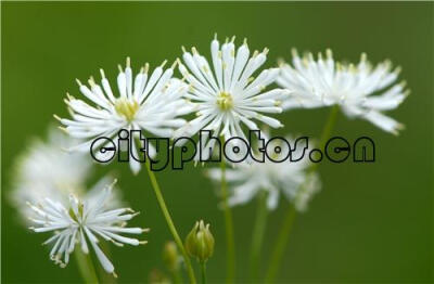 唐松草 Thalictrum aquilegifolium L. var. sibiricum Re.....