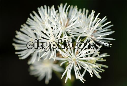 唐松草 Thalictrum aquilegifolium L. var. sibiricum Re.....