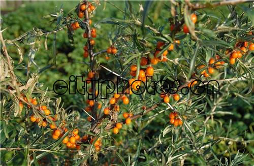 沙棘 Hippophae rhamnoides Linn. 落叶灌木，具粗壮棘刺, 果实营养丰富。......