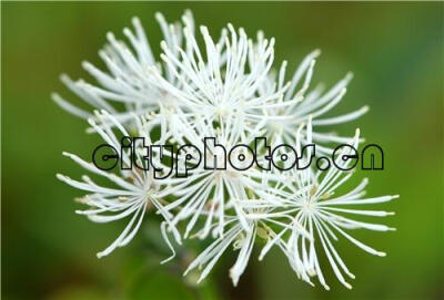 唐松草 Thalictrum aquilegifolium L. var. sibiricum Re.....