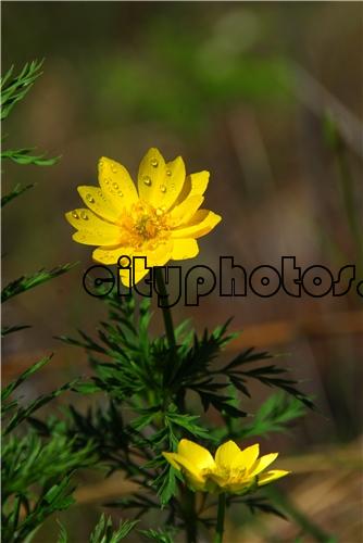 北侧金盏花 Adonis sibirica Pater ex Ledeb. 要用植物，用于心气不足、......