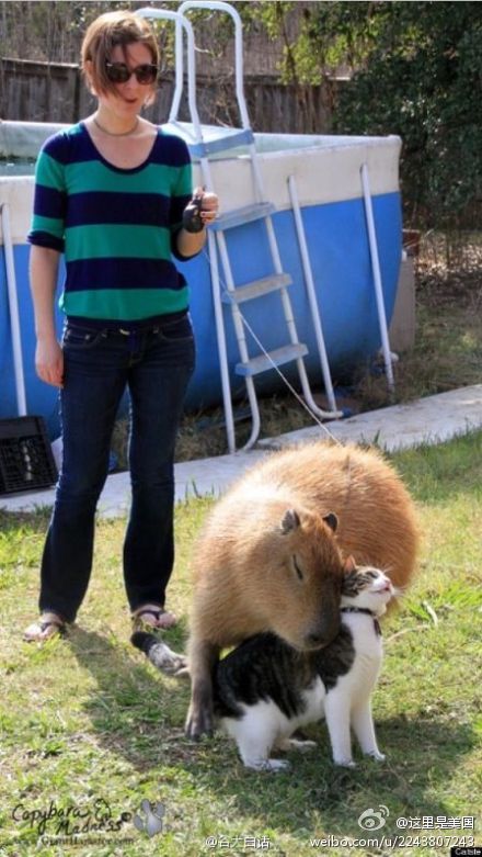 【进击的巨鼠】这是一只名叫Garibaldi、体重超过100磅的巨型鼠类，它最大的爱好就是：拥抱喵星人。