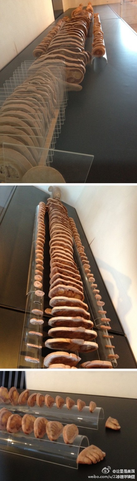 这是收藏在芝加哥国际外科学博物馆里的人体解剖切片，每个横截面厚度1cm。。。via@医学美图