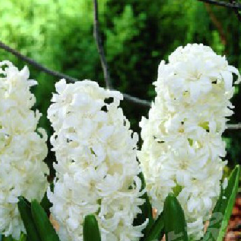 荷兰进口风信子种球 "冰晶"Hyacinthus snow crystal