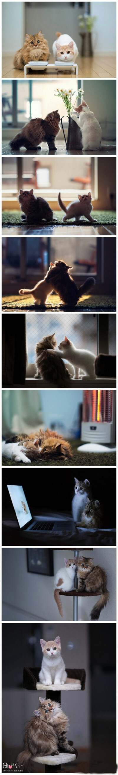 摄影师Ben Torode用镜头为自己的小猫拍摄了一组照片，这两只相互作伴的可爱小猫相当擅长当模特卖萌。（图转）