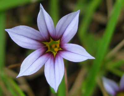 Sisyrinchium rosulatum。庭菖蒲。