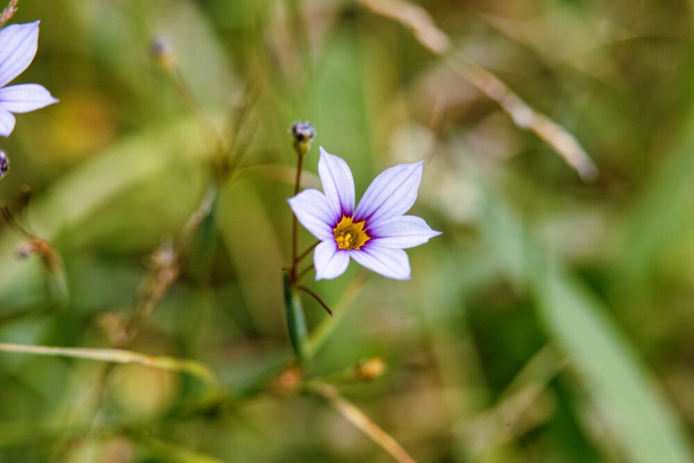 Sisyrinchium rosulatum。庭菖蒲。