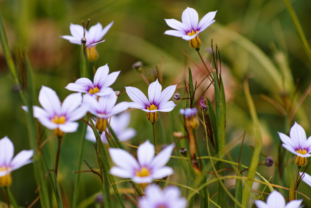 Sisyrinchium rosulatum。庭菖蒲。