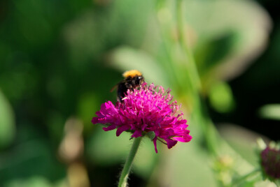 Knautia Macedonica。马其顿川续断。