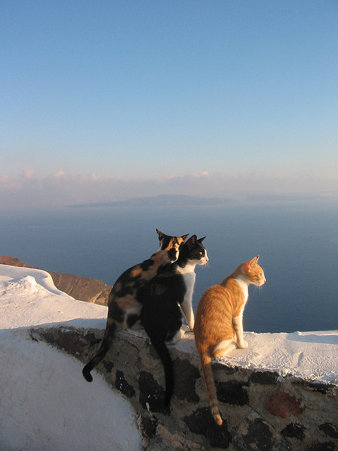 3 cats in Santorini