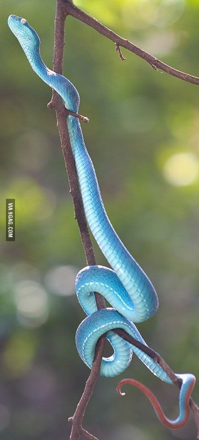 Fabulous Blue Malaysian coral snake