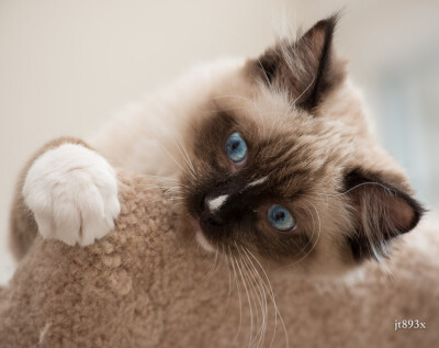 A friend's playful kitten - he is a Ragdoll (cat breed).