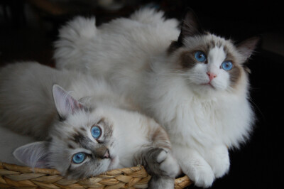 Ragdoll kitten Heston &amp; Finn