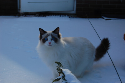 Ragdoll kitten Finn