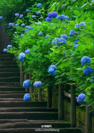 紫阳花