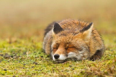 ROESELIEN RAIMOND 火狐