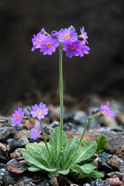 球花报春，学名：Primula denticulata，摄影：jelrdan