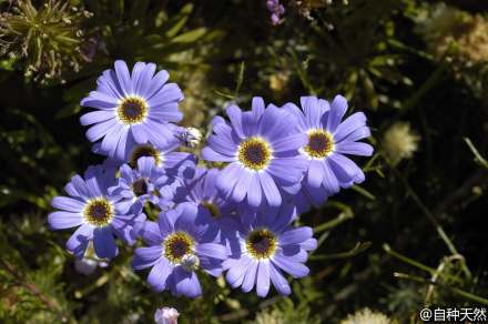 雁河菊,别名天鹅河菊,五色菊,学名:brachycome iberidifolia, 英文名