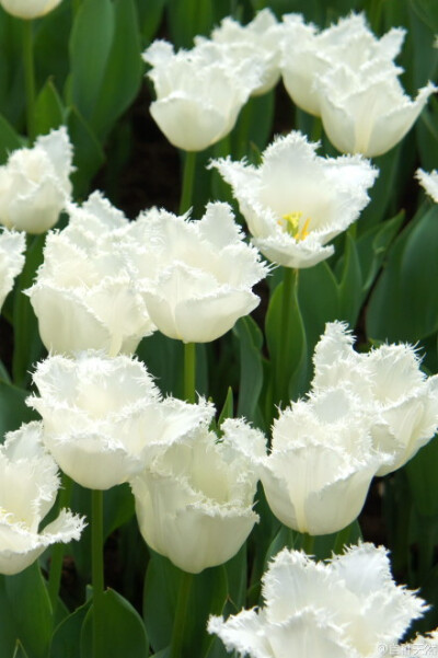 白色穗边郁金香，英文名：Daytona Tulips 像穿着毛边大衣的贵妇人