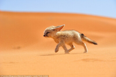 沙漠狐
