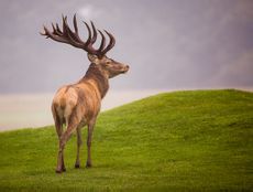 Photograph Red Deer ...